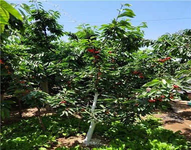 火狐电竞官方网站